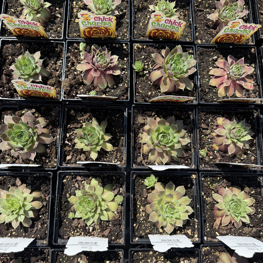 Sempervivum 'Gold Crown'