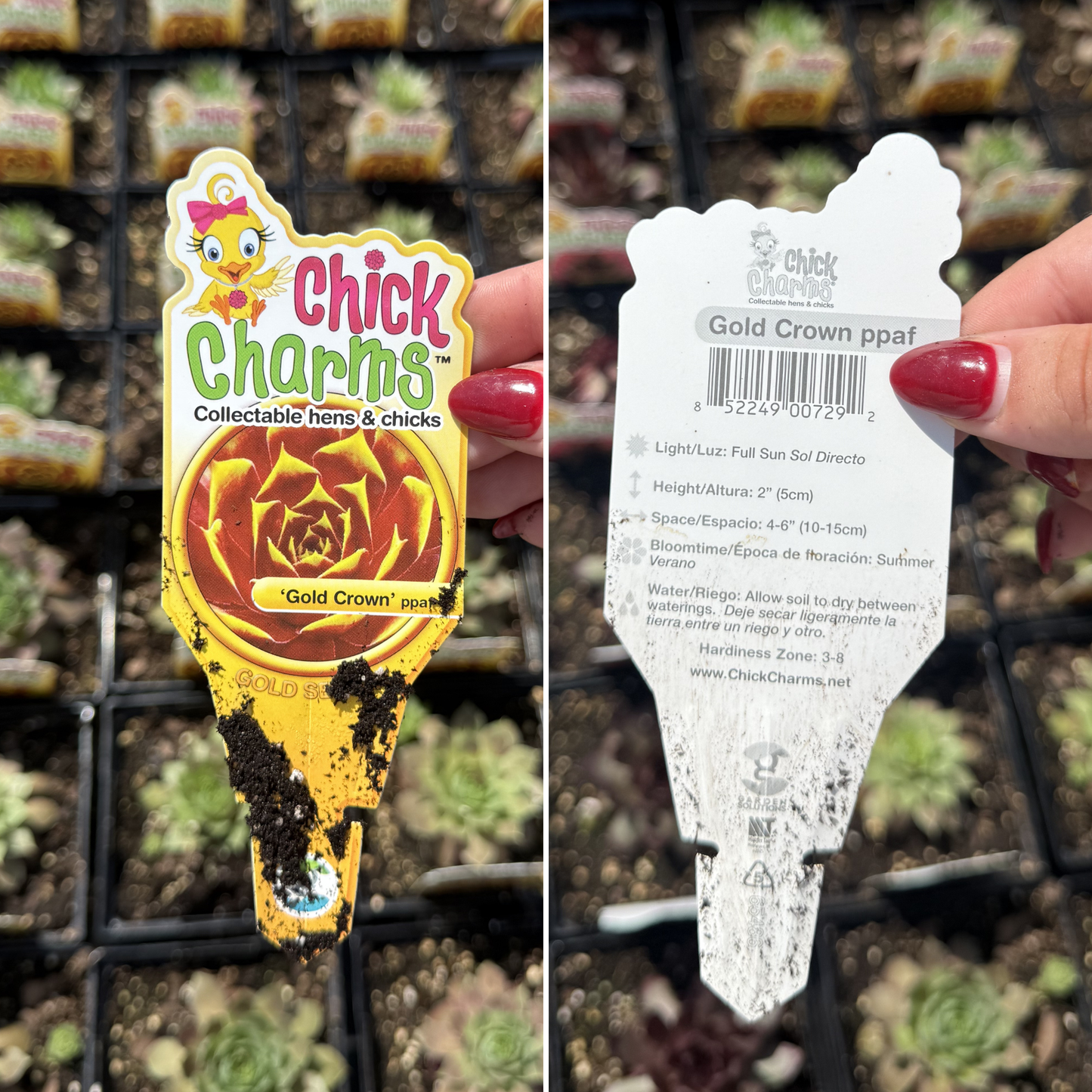 Sempervivum 'Gold Crown'