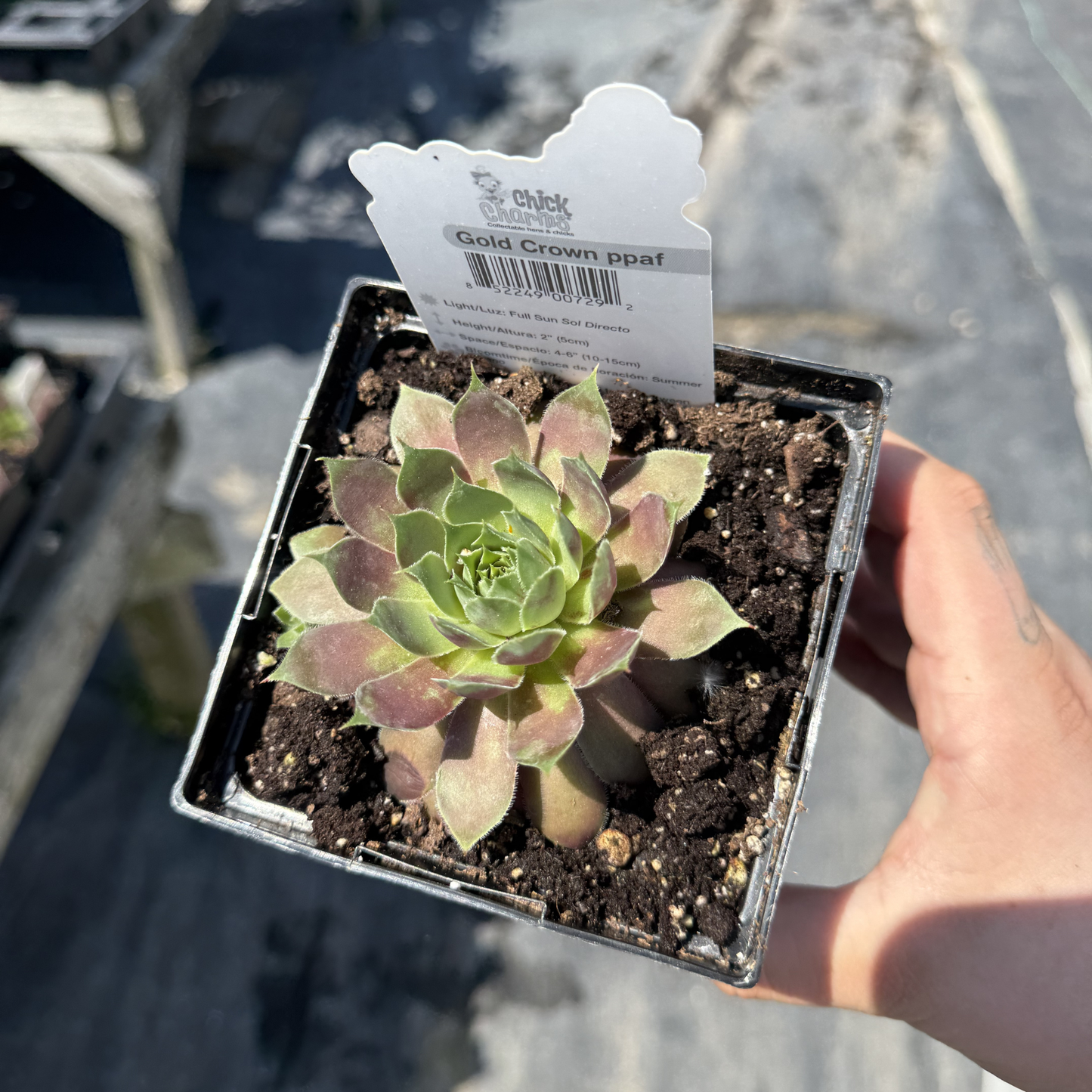 Sempervivum 'Gold Crown'