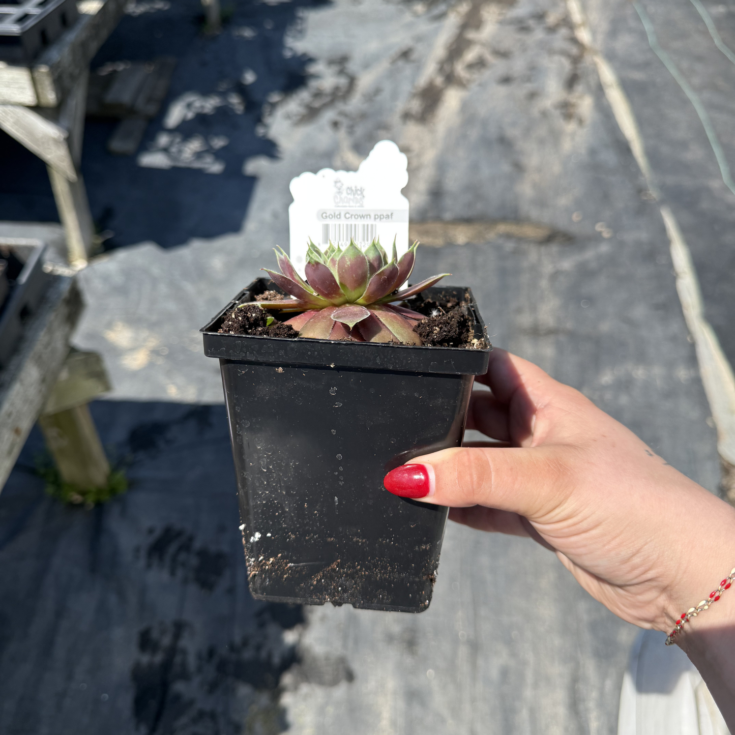 Sempervivum 'Gold Crown'
