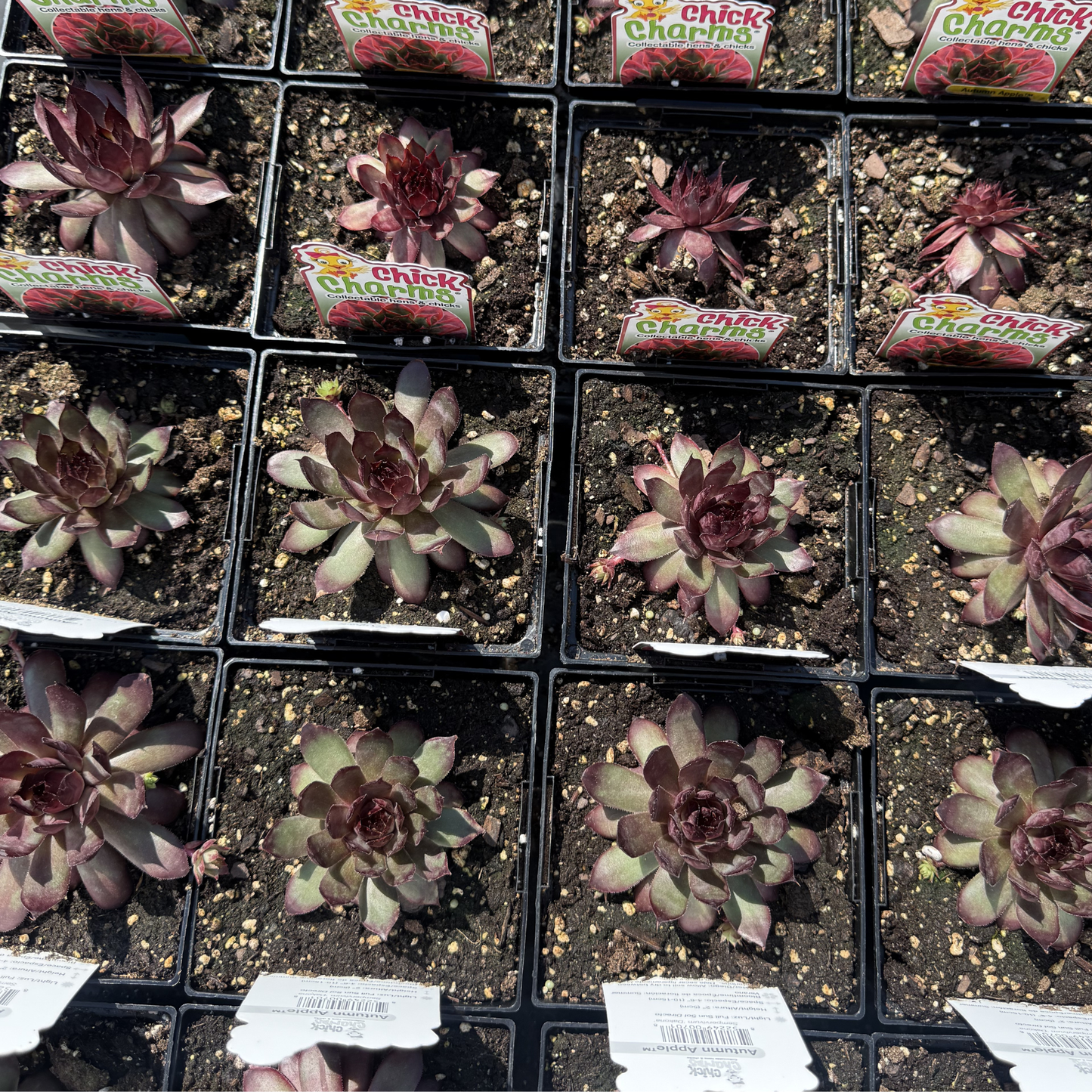 Sempervivum 'Autumn Apple'