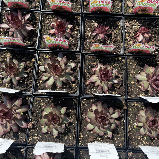 Sempervivum 'Autumn Apple'