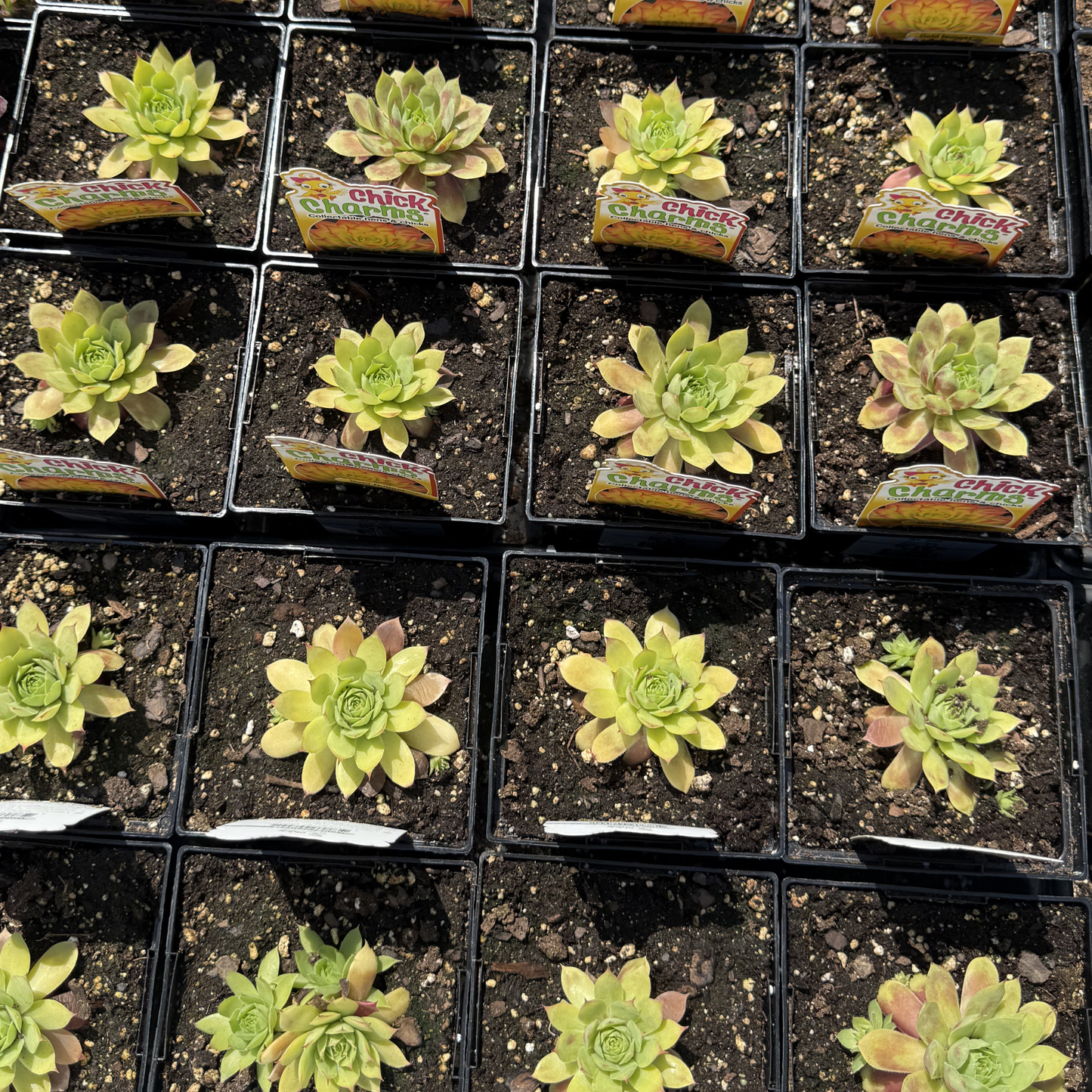 Sempervivum 'Gold Nugget'