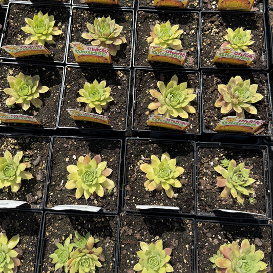 Sempervivum 'Gold Nugget'