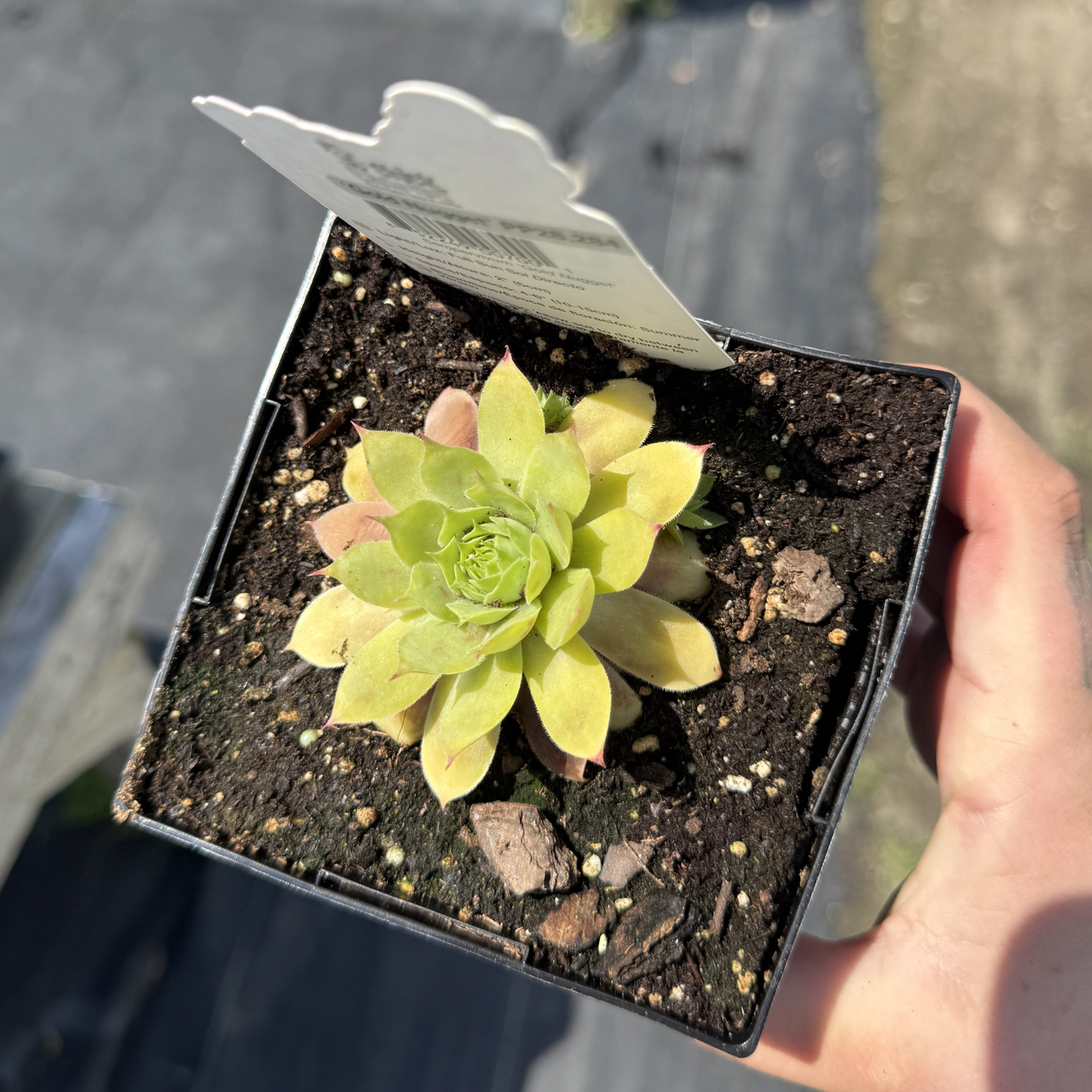 Sempervivum 'Gold Nugget'