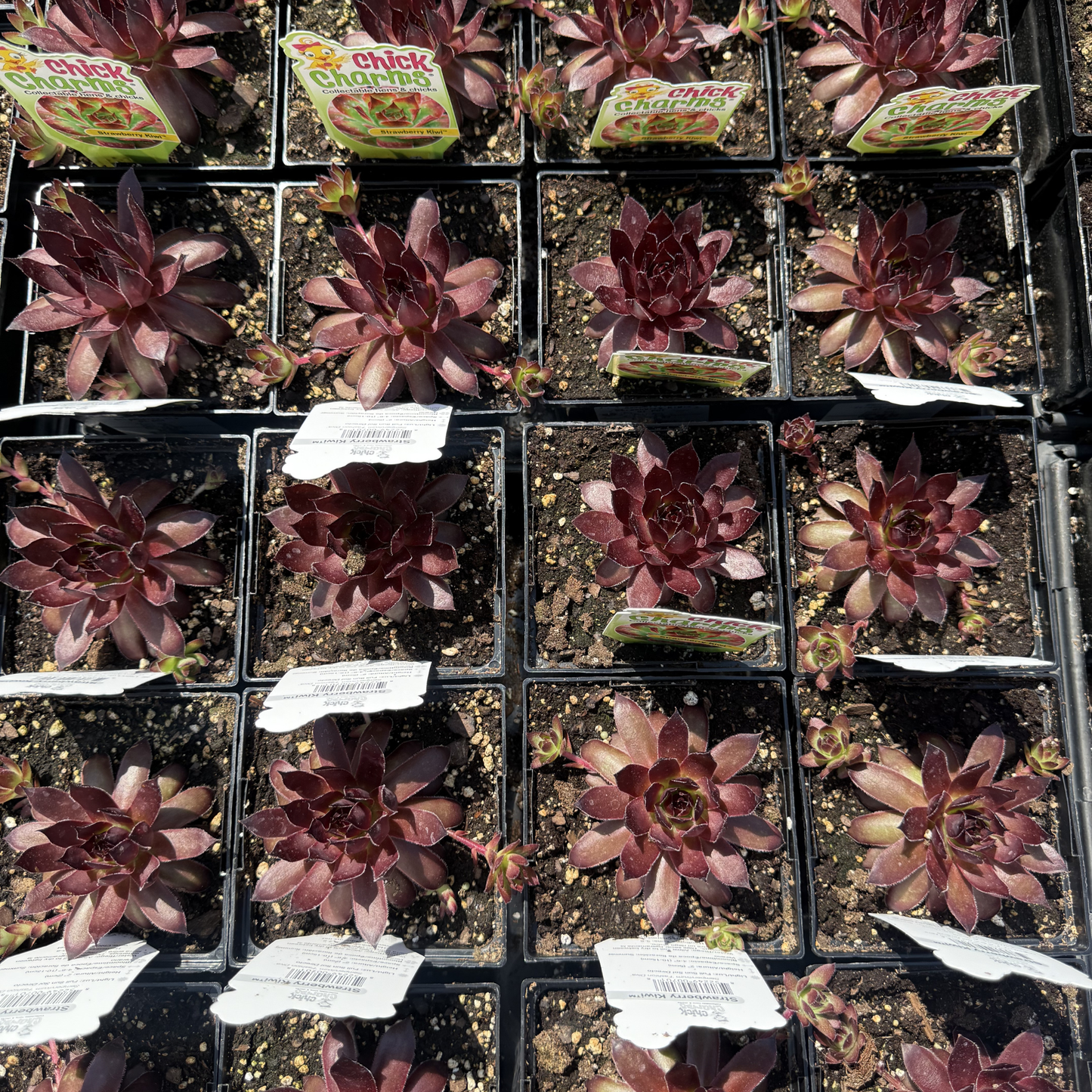 Sempervivum 'Strawberry Kiwi'
