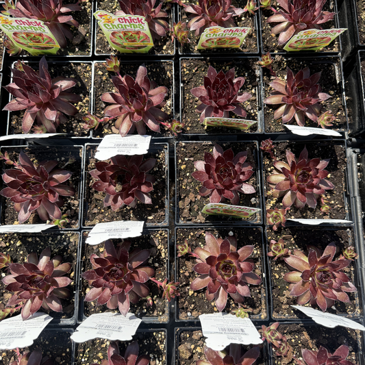 Sempervivum 'Strawberry Kiwi'