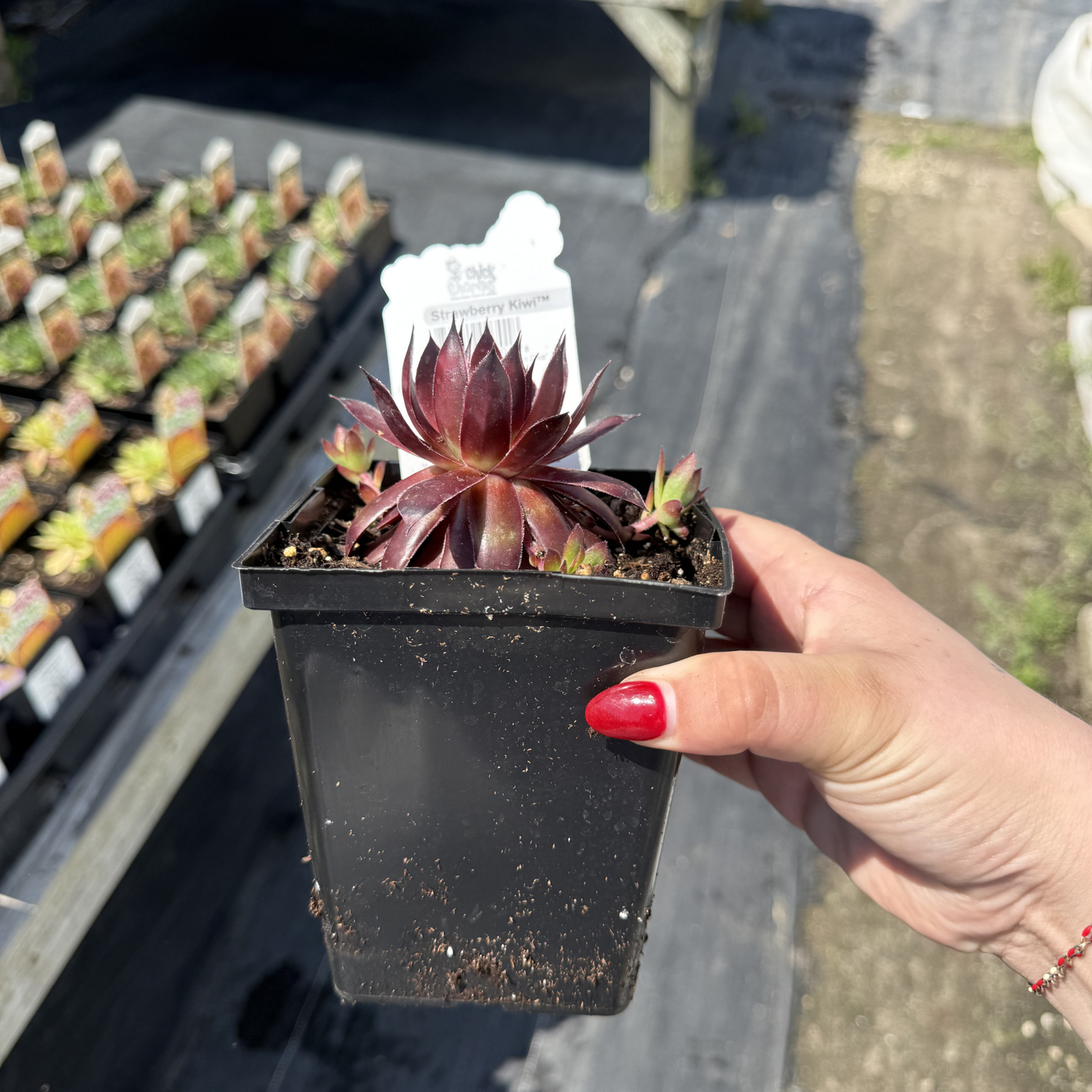 Sempervivum 'Strawberry Kiwi'