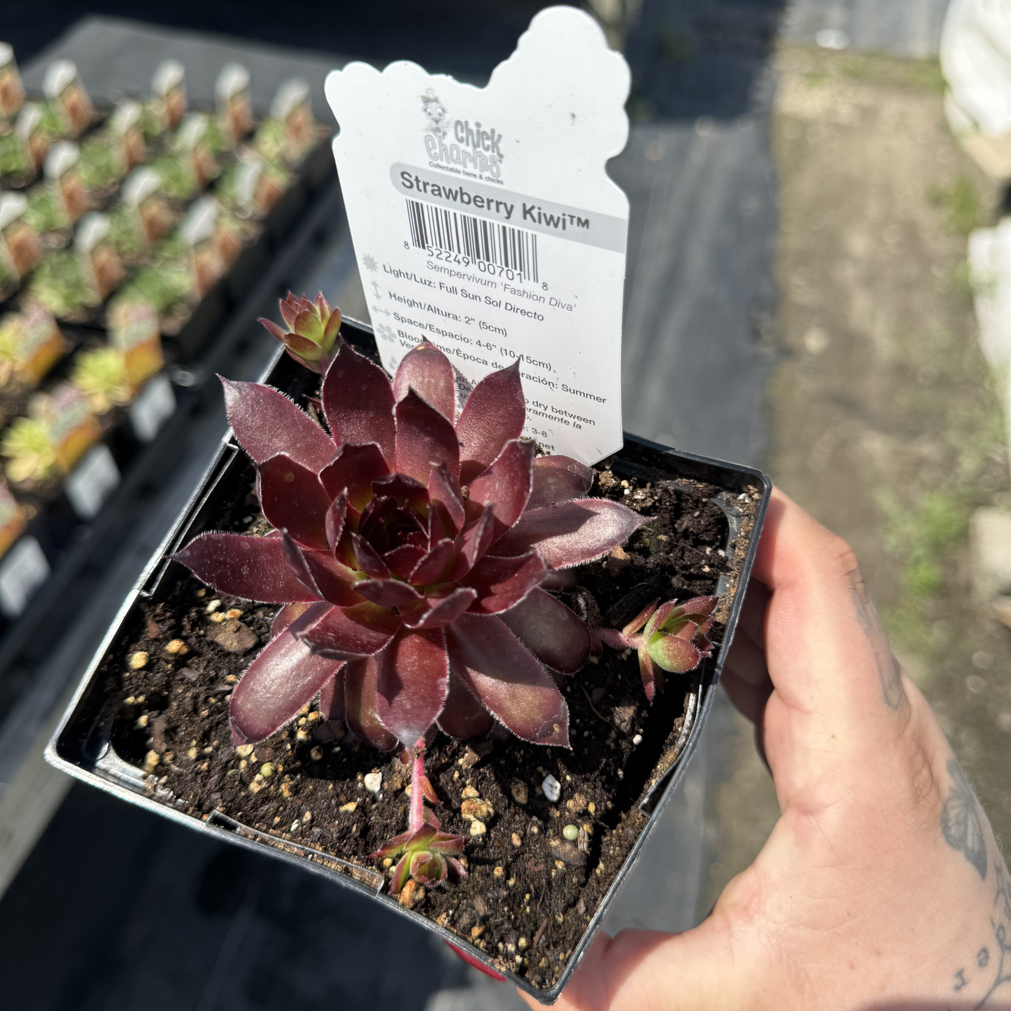 Sempervivum 'Strawberry Kiwi'