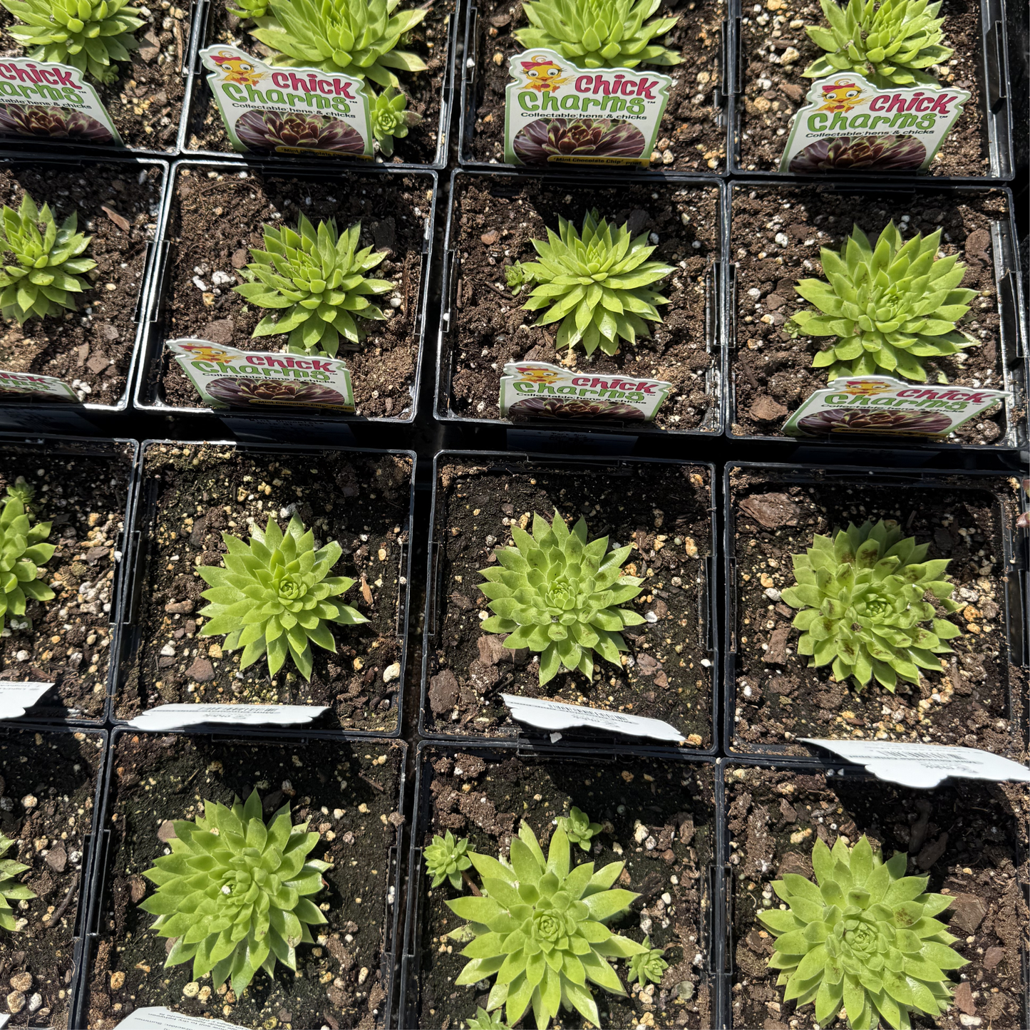 Sempervivum 'Mint Chocolate Chip'