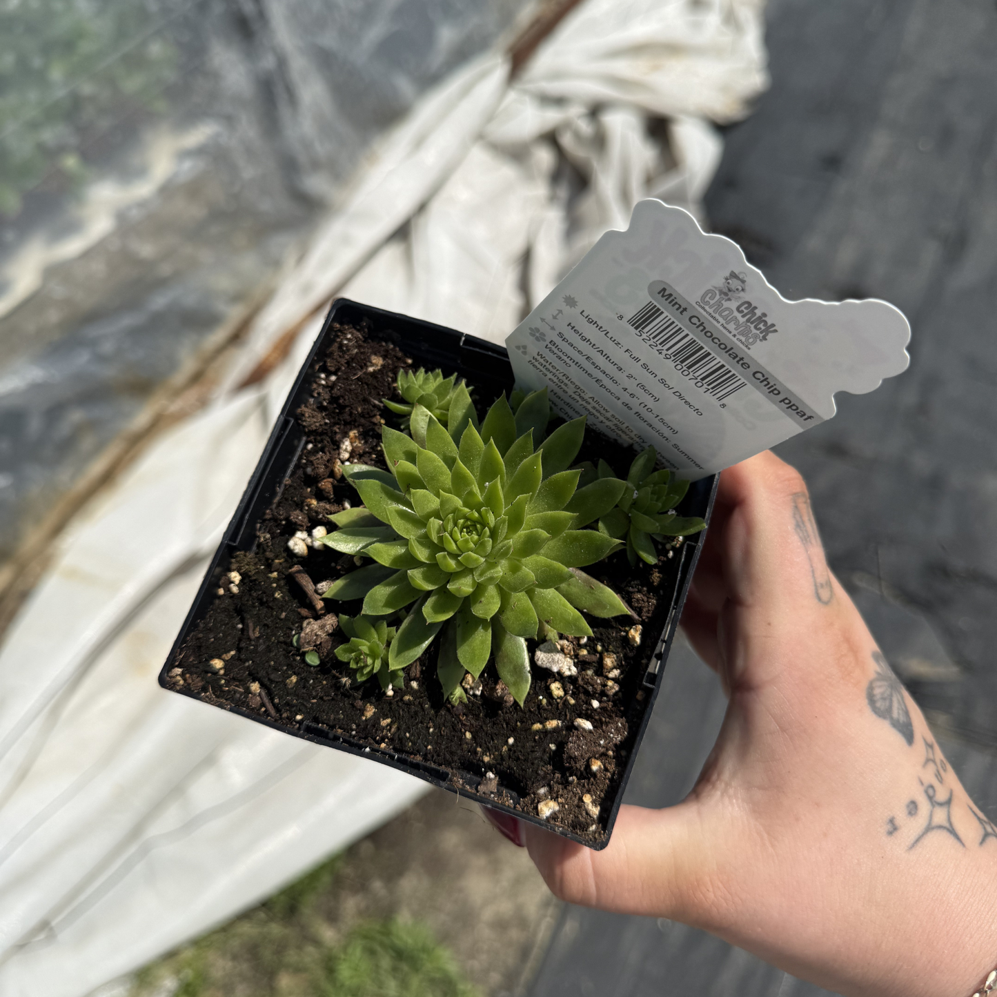 Sempervivum 'Mint Chocolate Chip'