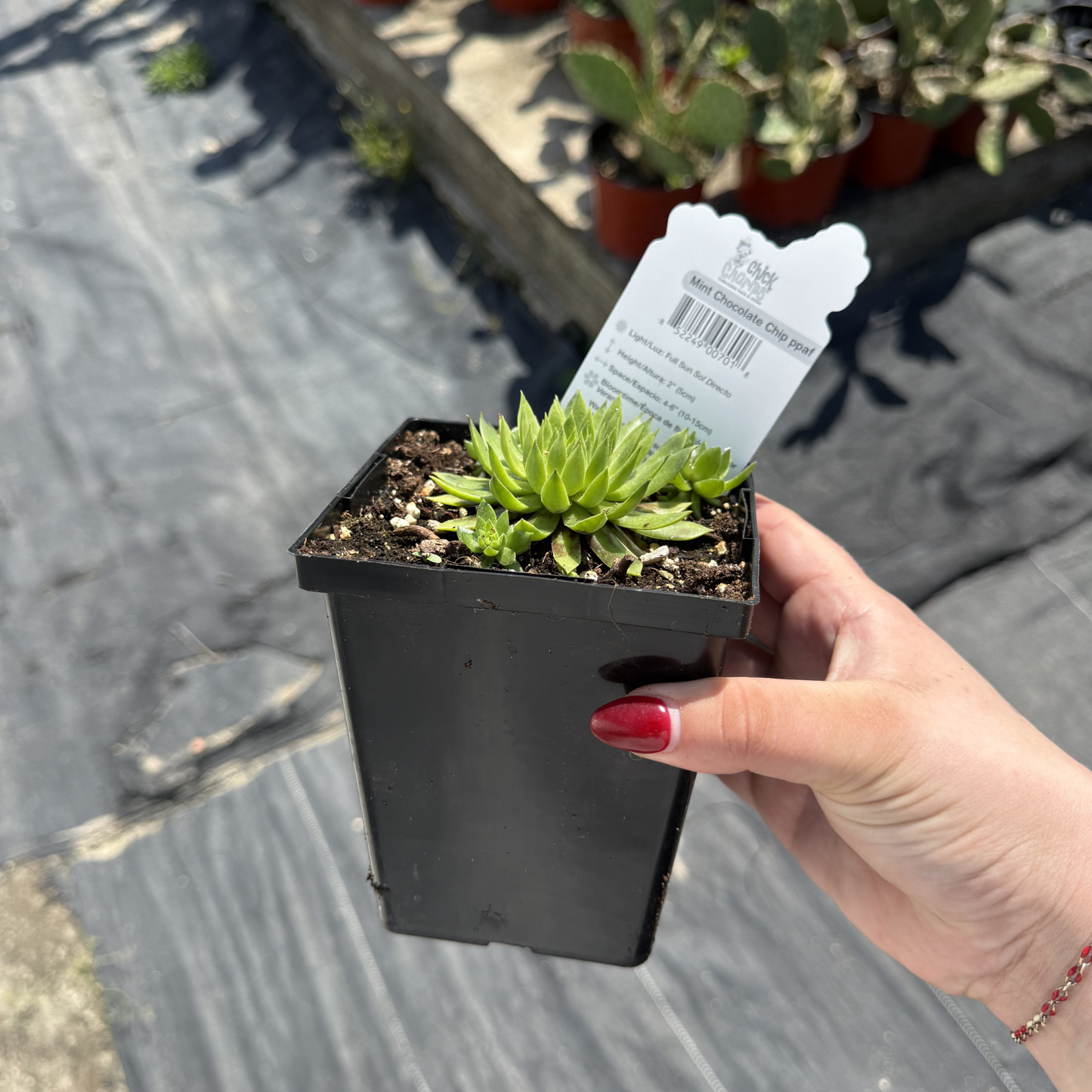 Sempervivum 'Mint Chocolate Chip'