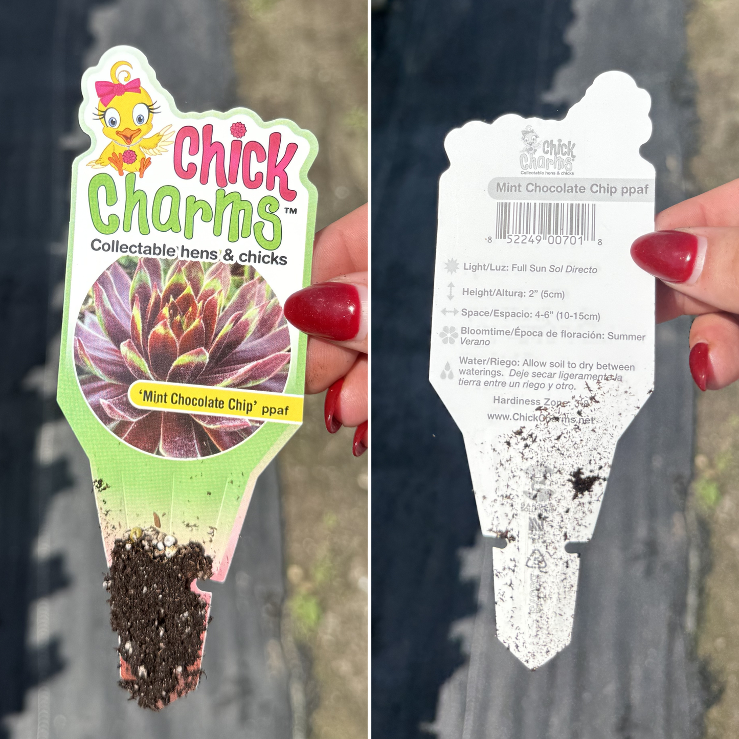 Sempervivum 'Mint Chocolate Chip'