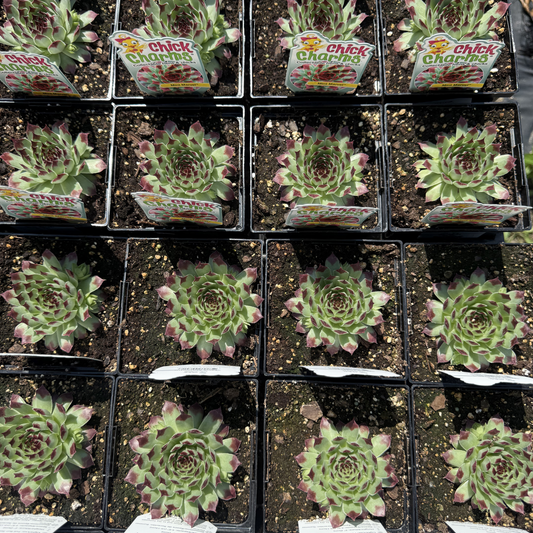Sempervivum 'Mint Marvel'