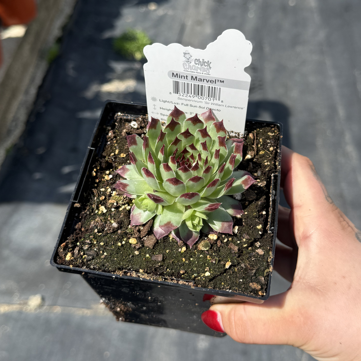 Sempervivum 'Mint Marvel'