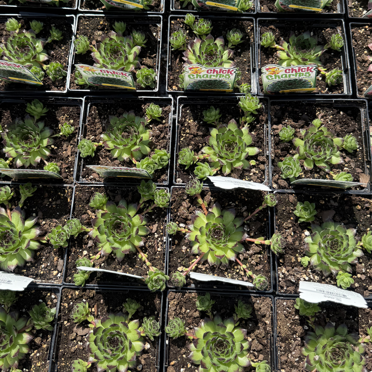 Sempervivum 'Appletini'