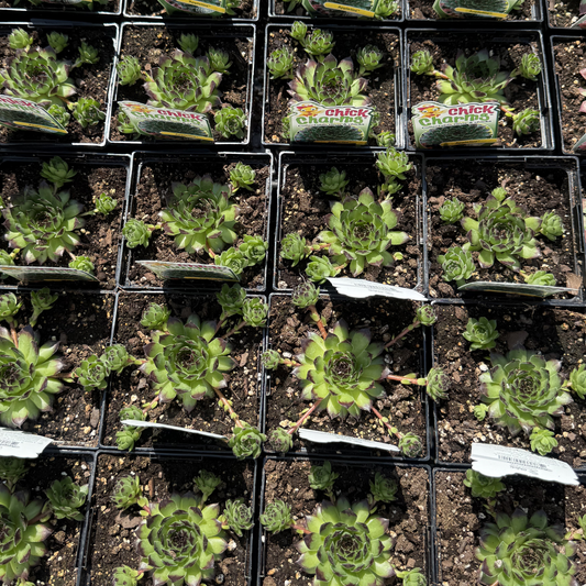 Sempervivum 'Appletini'