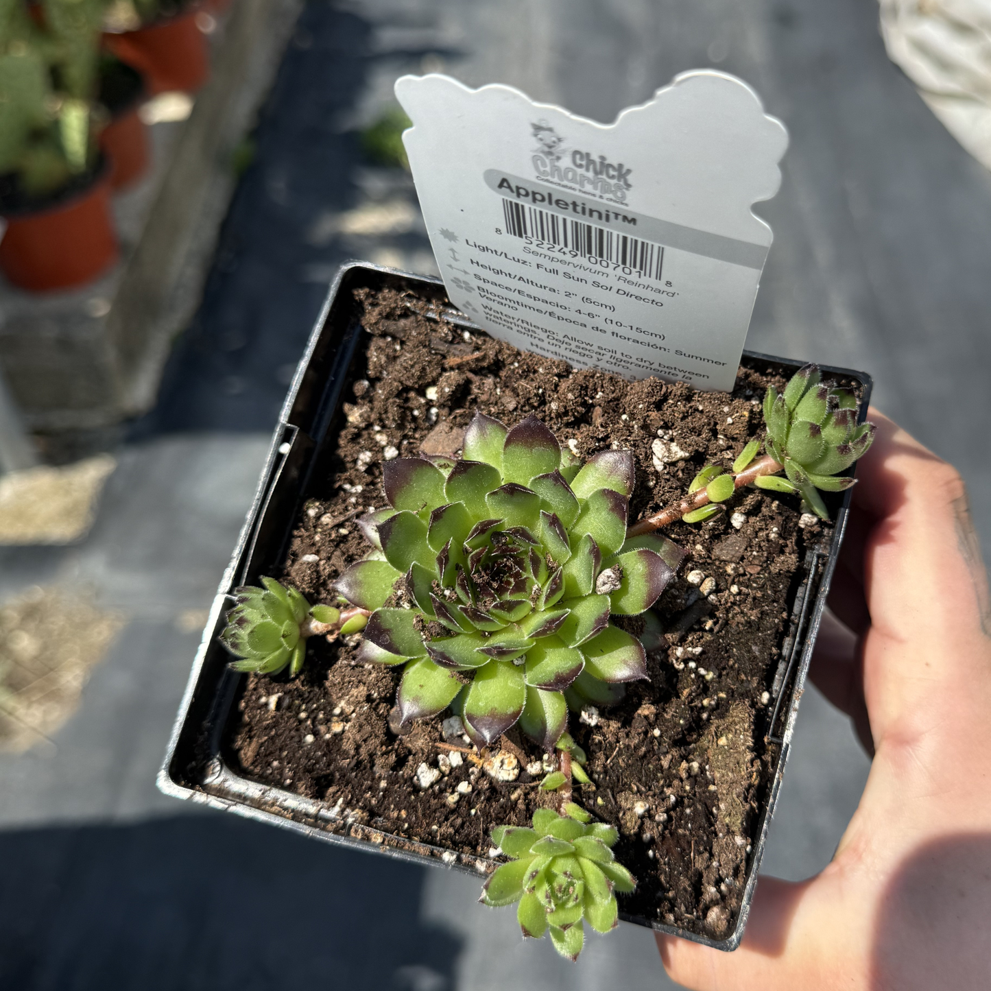 Sempervivum 'Appletini'