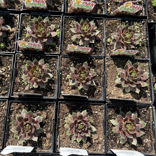Sempervivum 'Cranberry Cocktail'