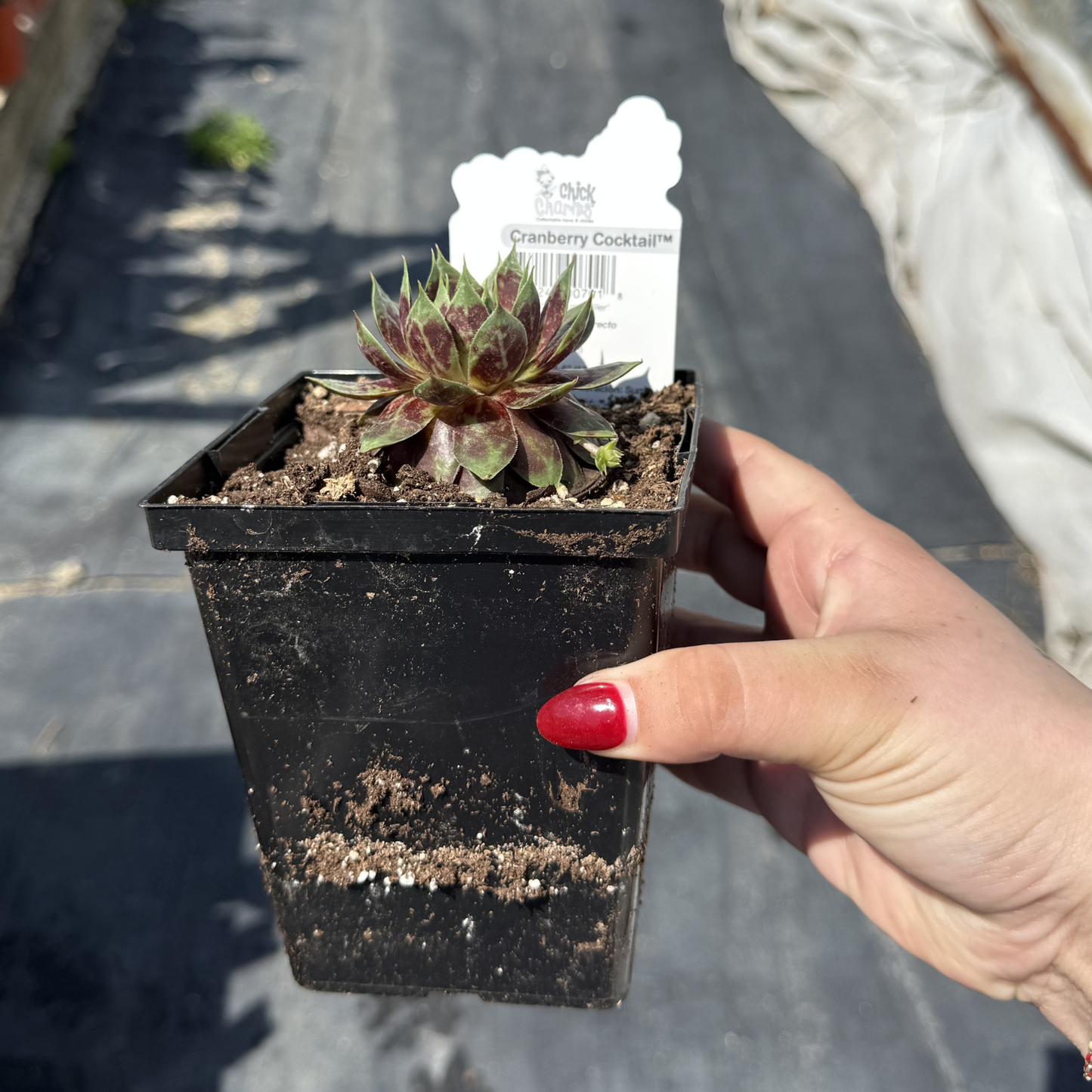 Sempervivum 'Cranberry Cocktail'
