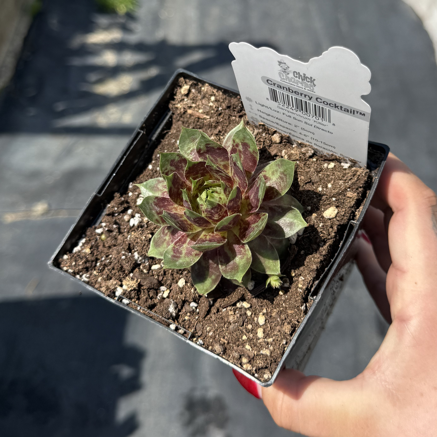 Sempervivum 'Cranberry Cocktail'