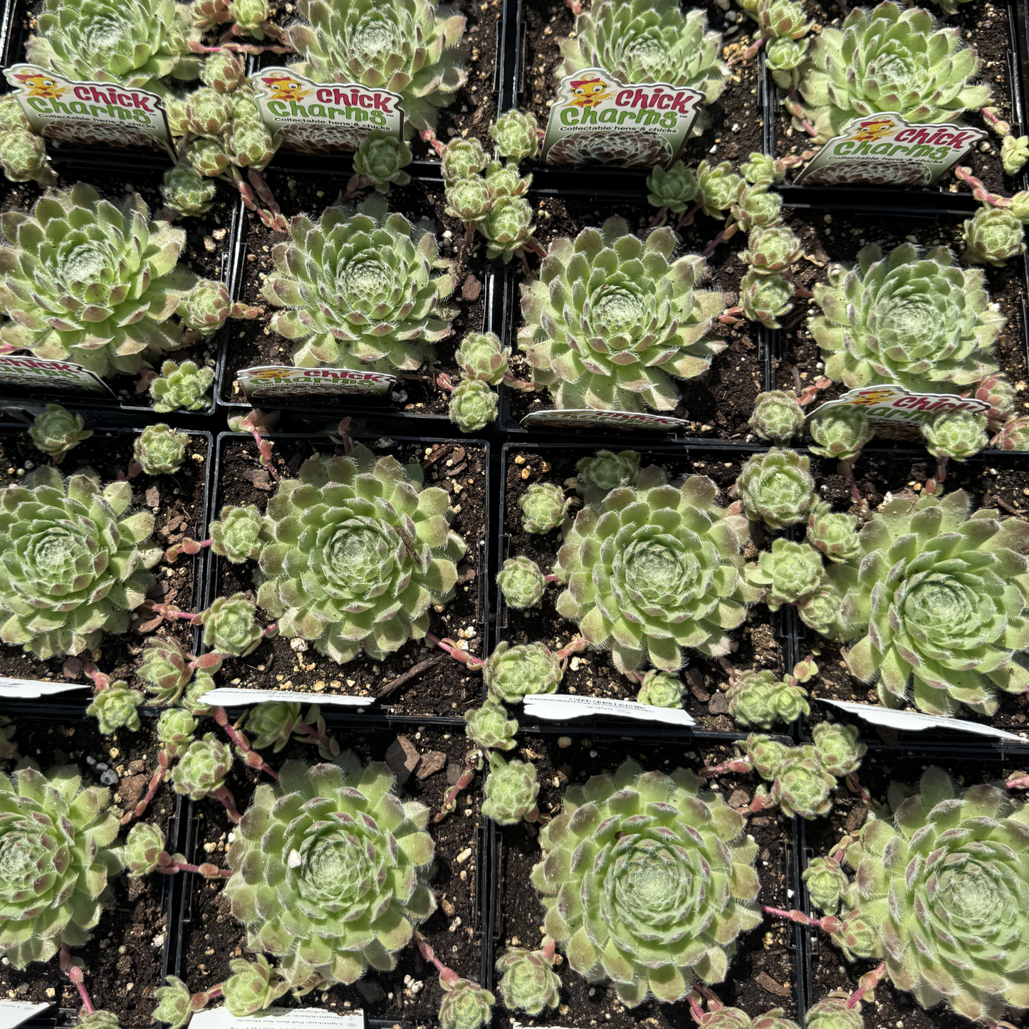 Sempervivum 'Powdered Pastry'
