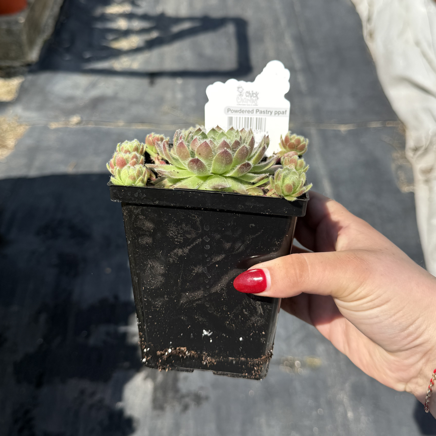 Sempervivum 'Powdered Pastry'