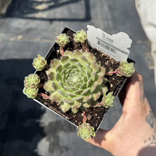 Sempervivum 'Powdered Pastry'
