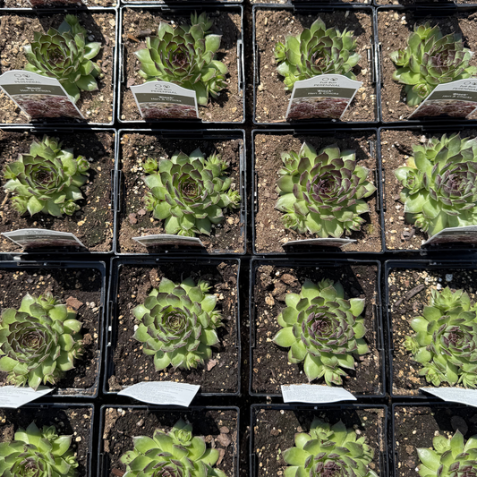Sempervivum 'Black'
