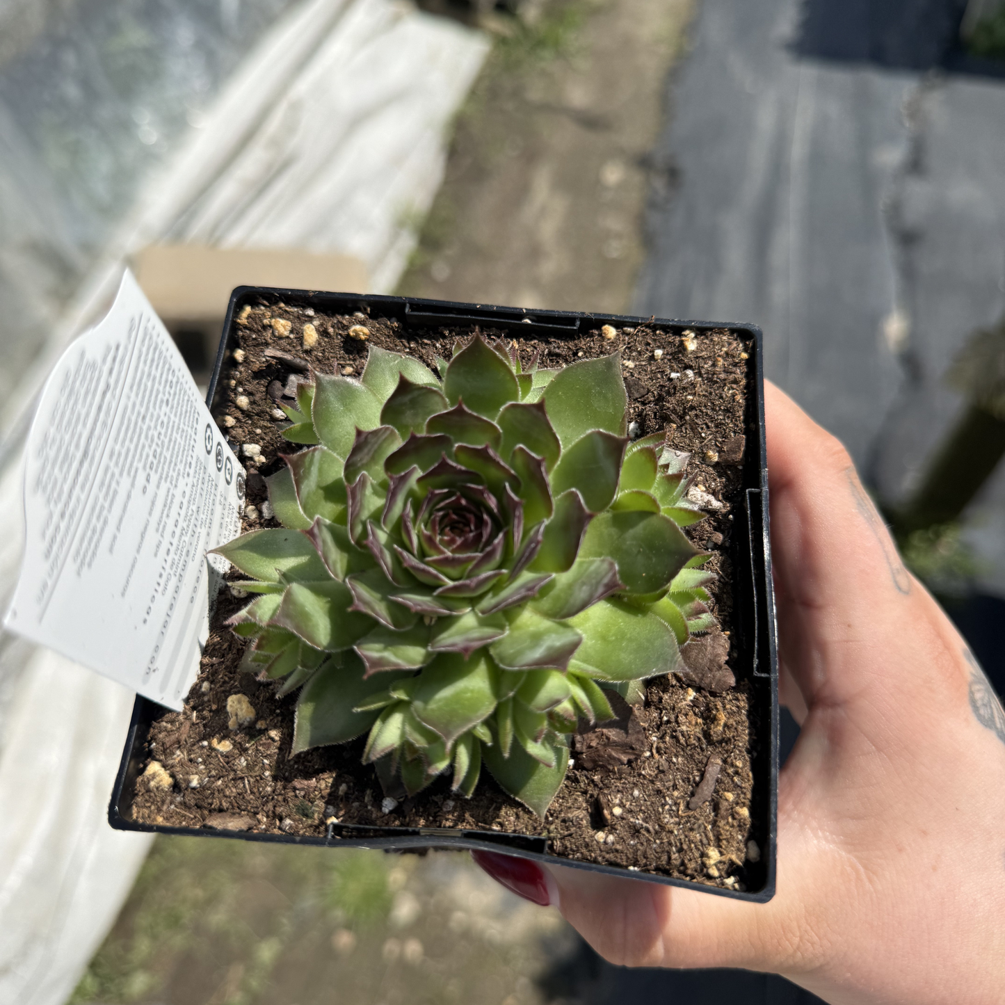Sempervivum 'Black'