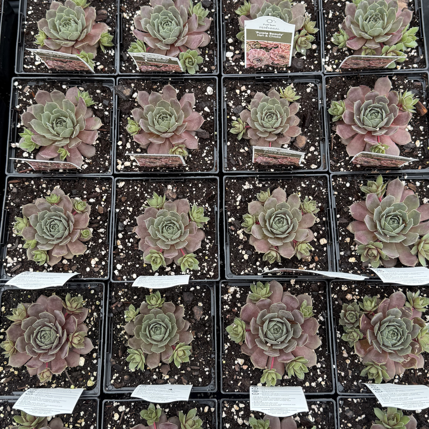 Sempervivum 'Purple Beauty'