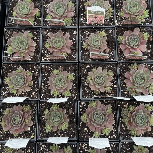 Sempervivum 'Purple Beauty'