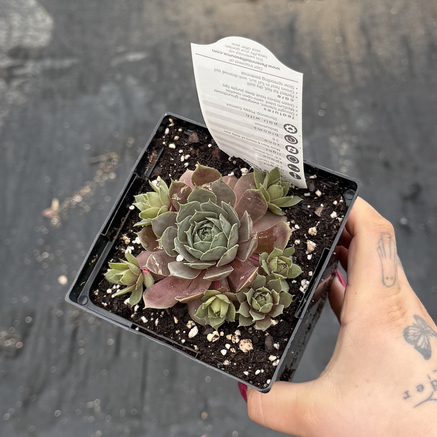 Sempervivum 'Purple Beauty'
