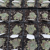 pacific blue ice succulent Sempervivum 'Pacific Blue Ice' – Fantastic Gardens