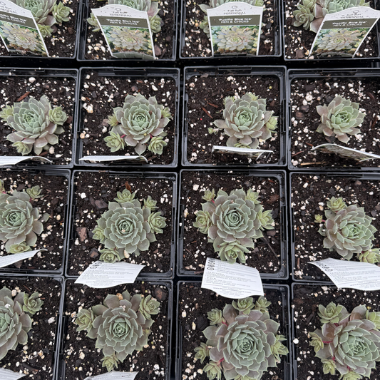 Sempervivum 'Pacific Blue Ice'