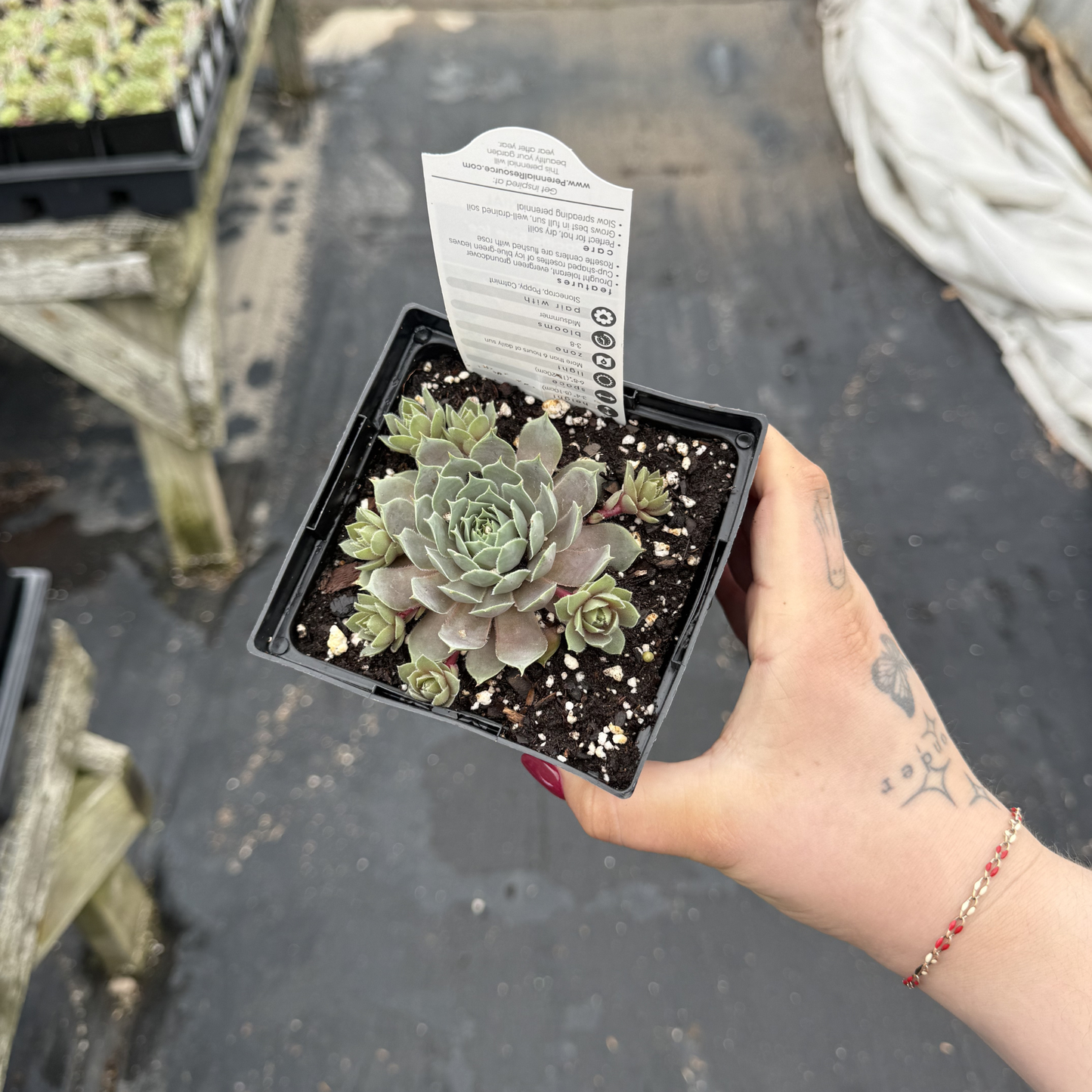 Sempervivum 'Pacific Blue Ice'
