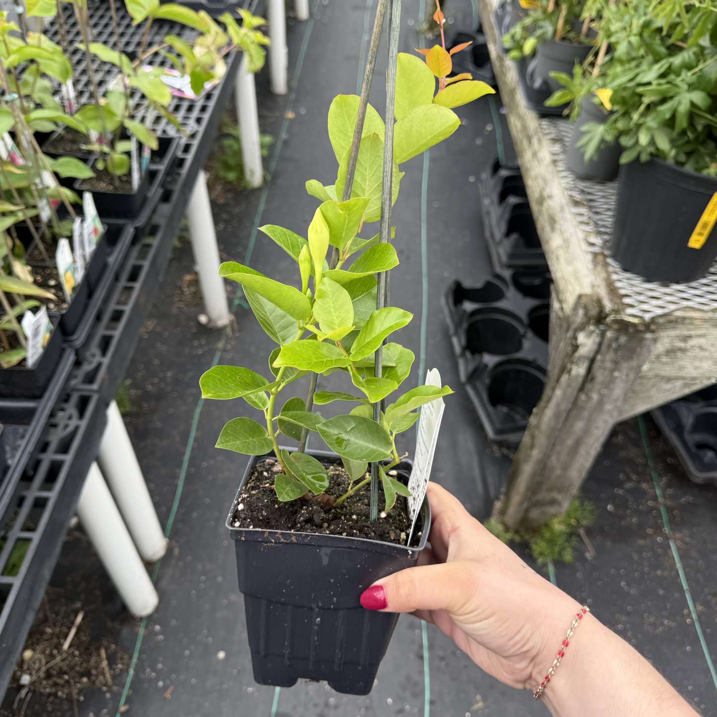 Mandevilla 'Sunny Yellow'