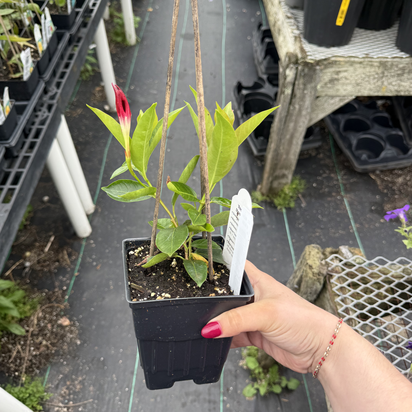 Mandevilla 'Red Fury'