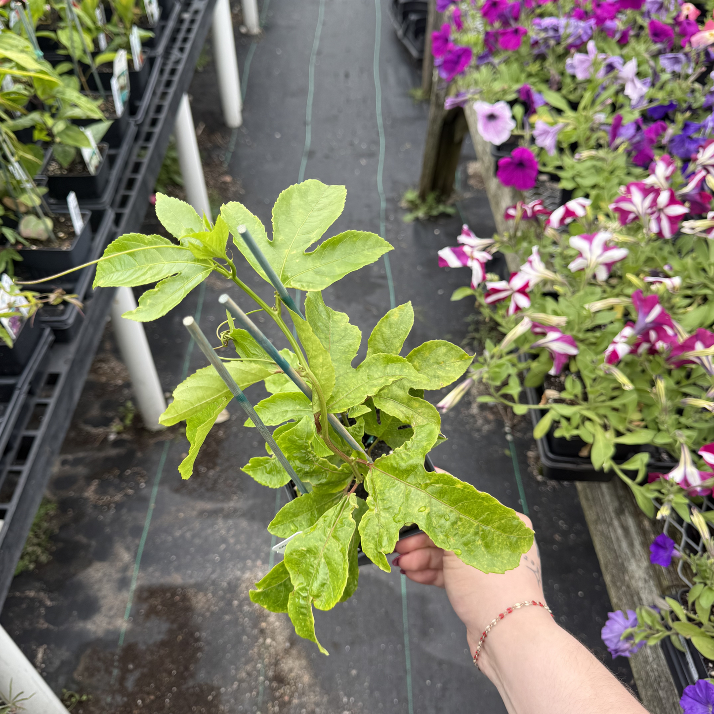 Passiflora edulis 'Purple Possum'