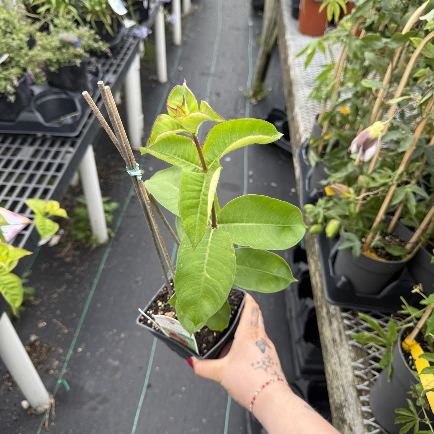 Allamanda 'Lil Red'