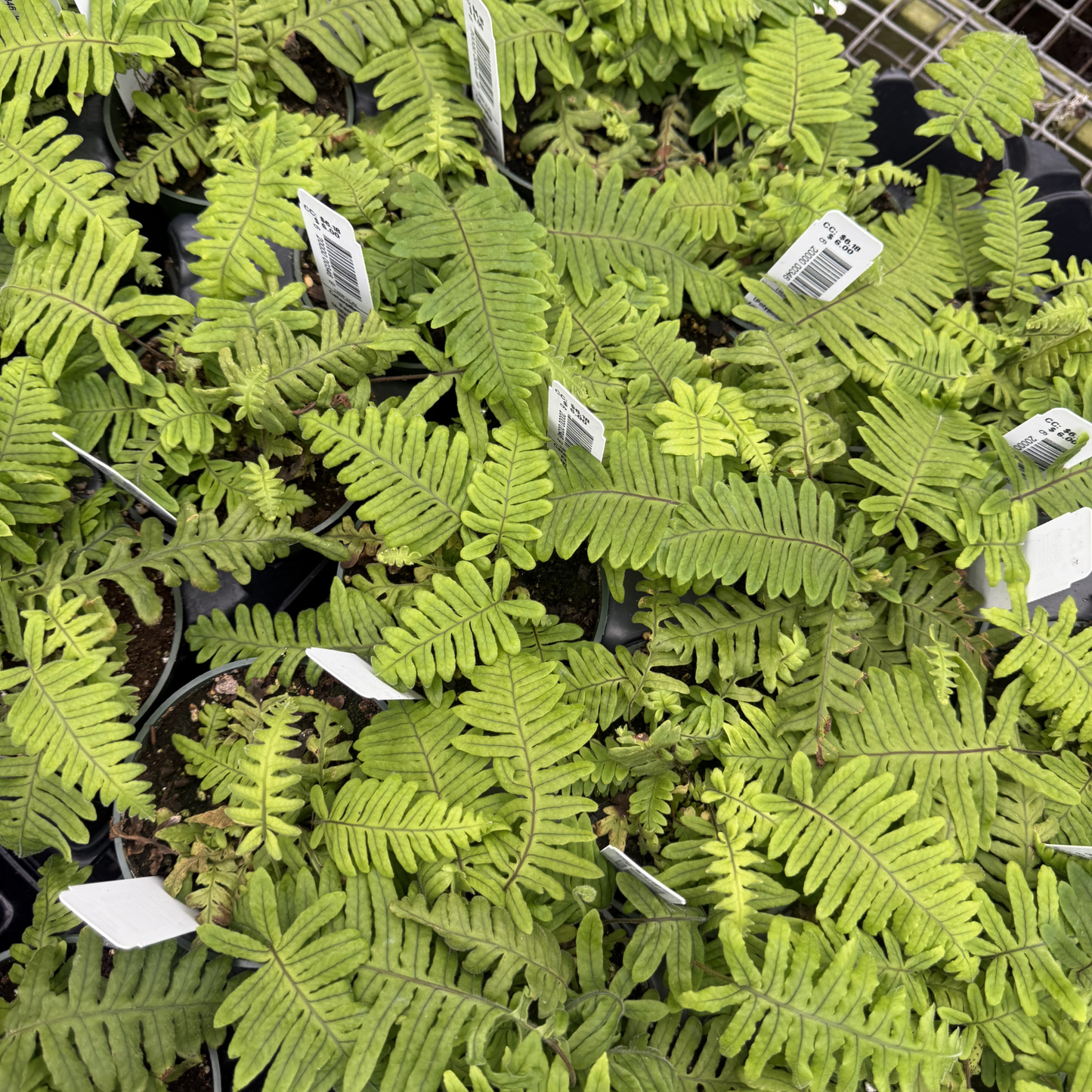 Caterpillar Fern