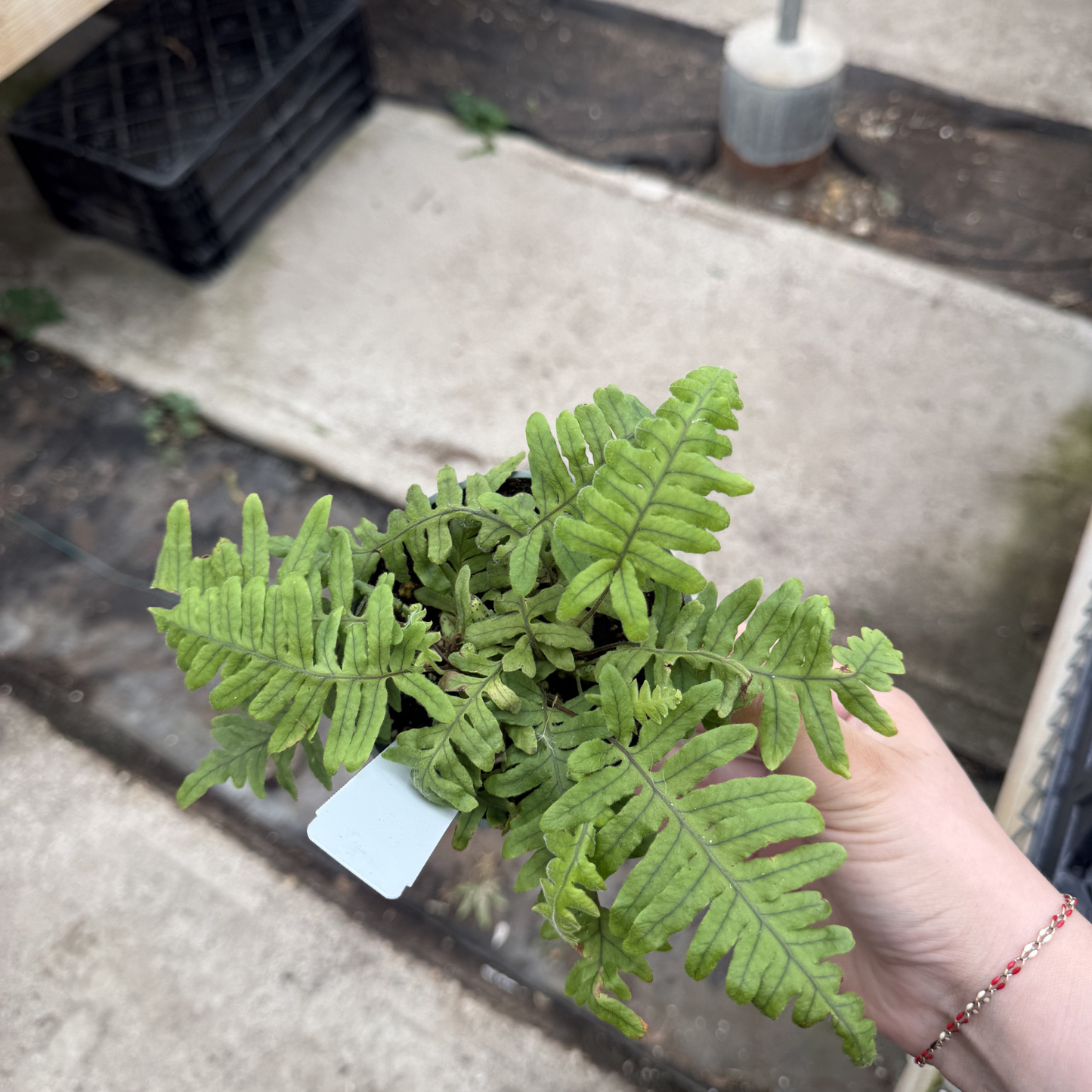 Caterpillar Fern
