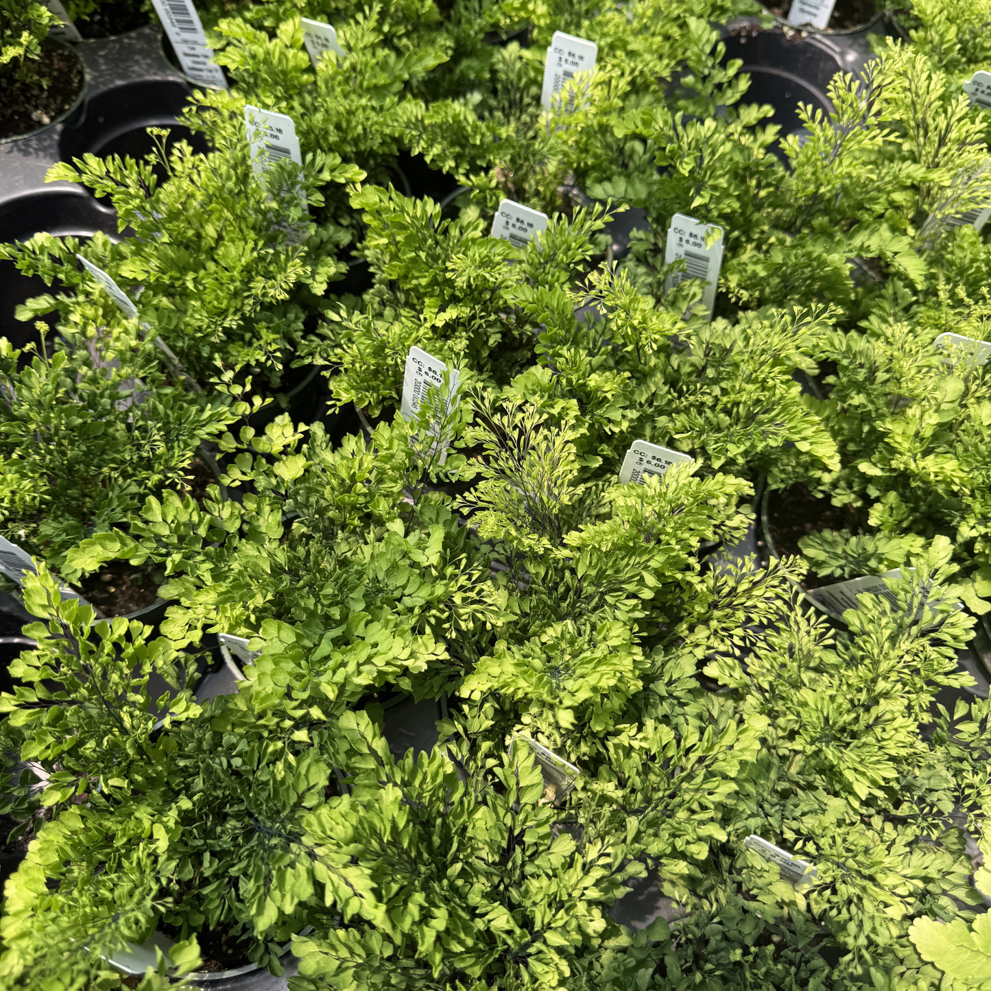 Lisa Maidenhair Fern