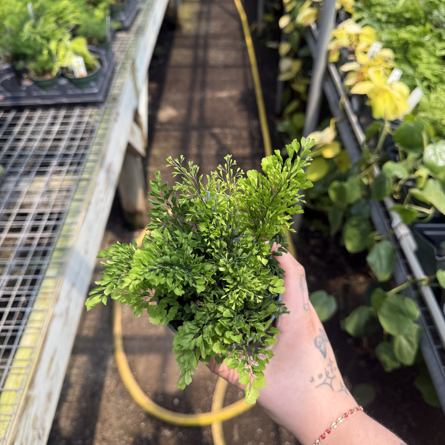 Lisa Maidenhair Fern