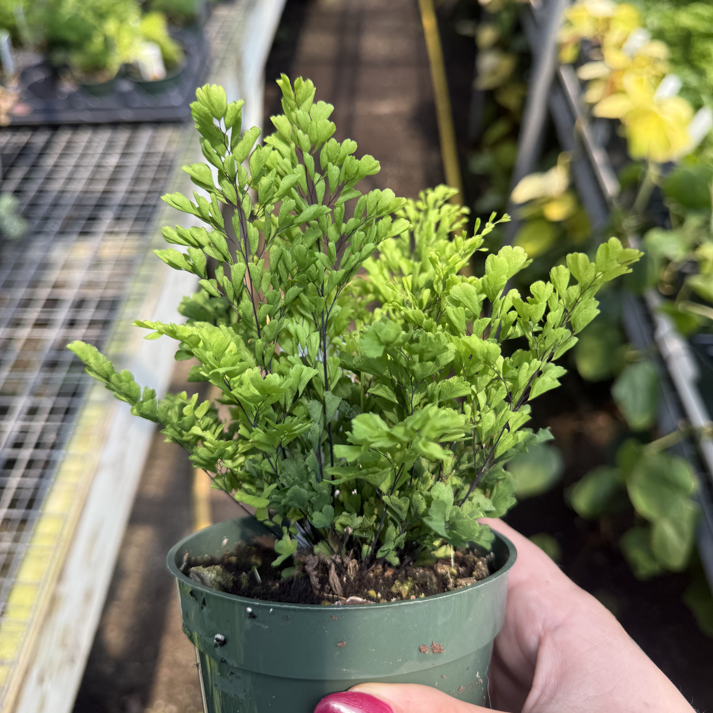 Lisa Maidenhair Fern
