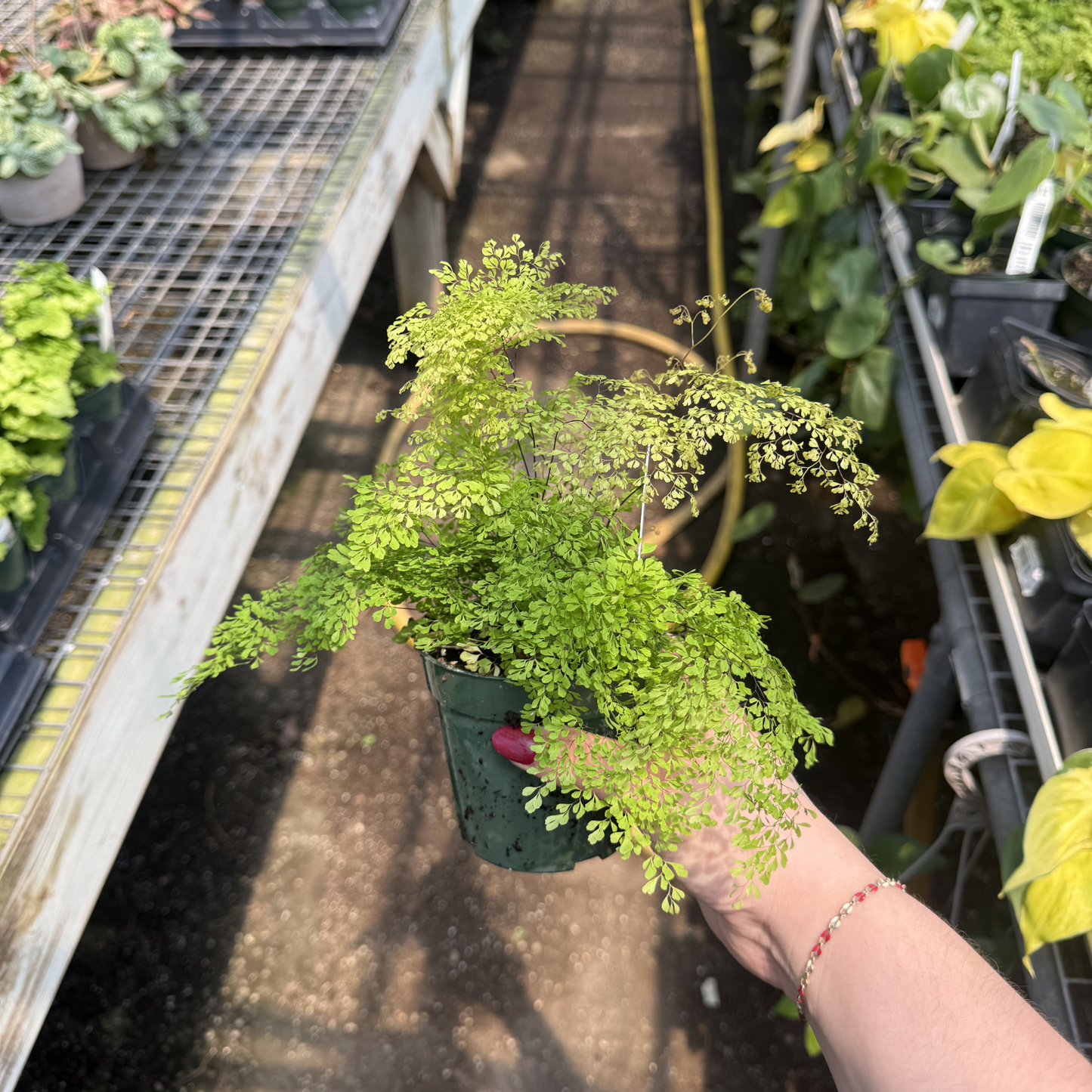 Misty Cloud Maidenhair Fern