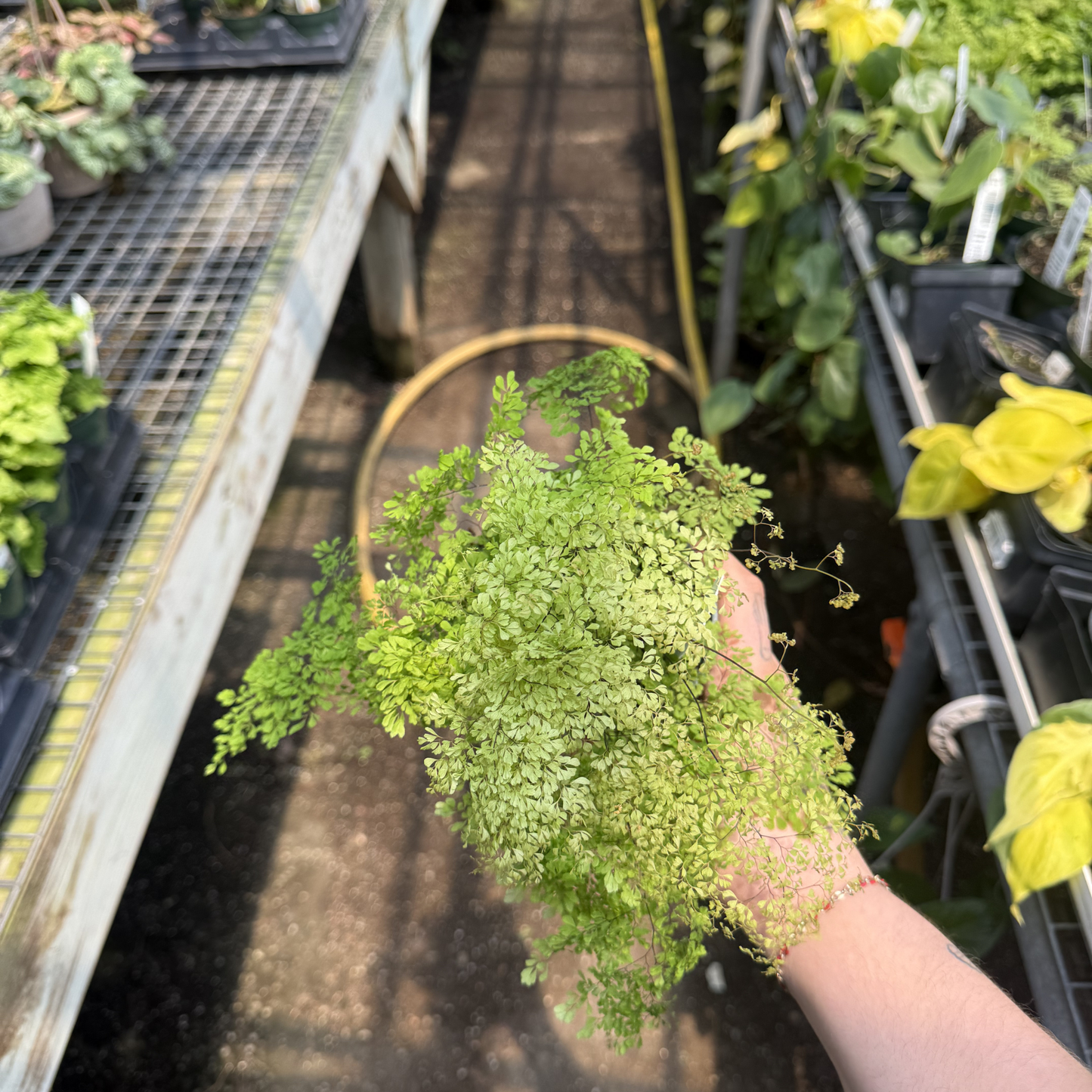 Misty Cloud Maidenhair Fern