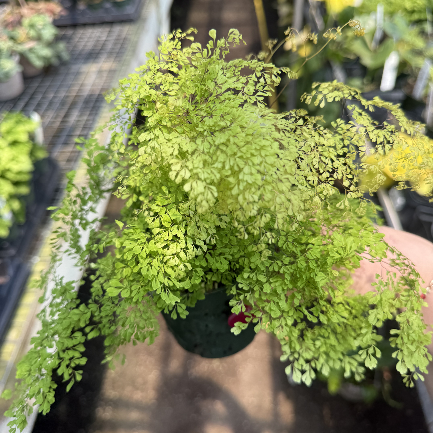 Misty Cloud Maidenhair Fern