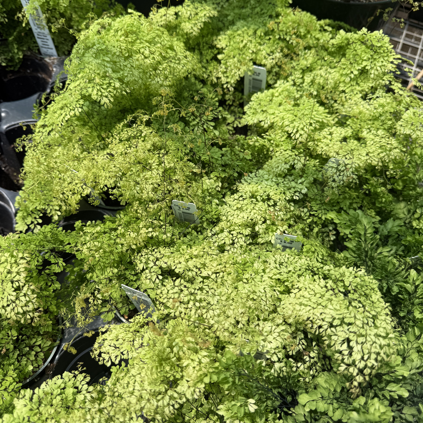 Misty Cloud Maidenhair Fern