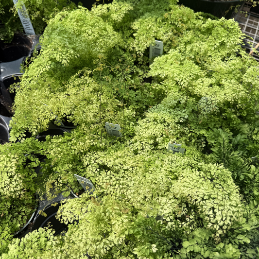 Misty Cloud Maidenhair Fern